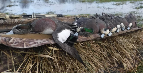 HUNTPHOTOS/7DRAKEWIDGEON.JPG