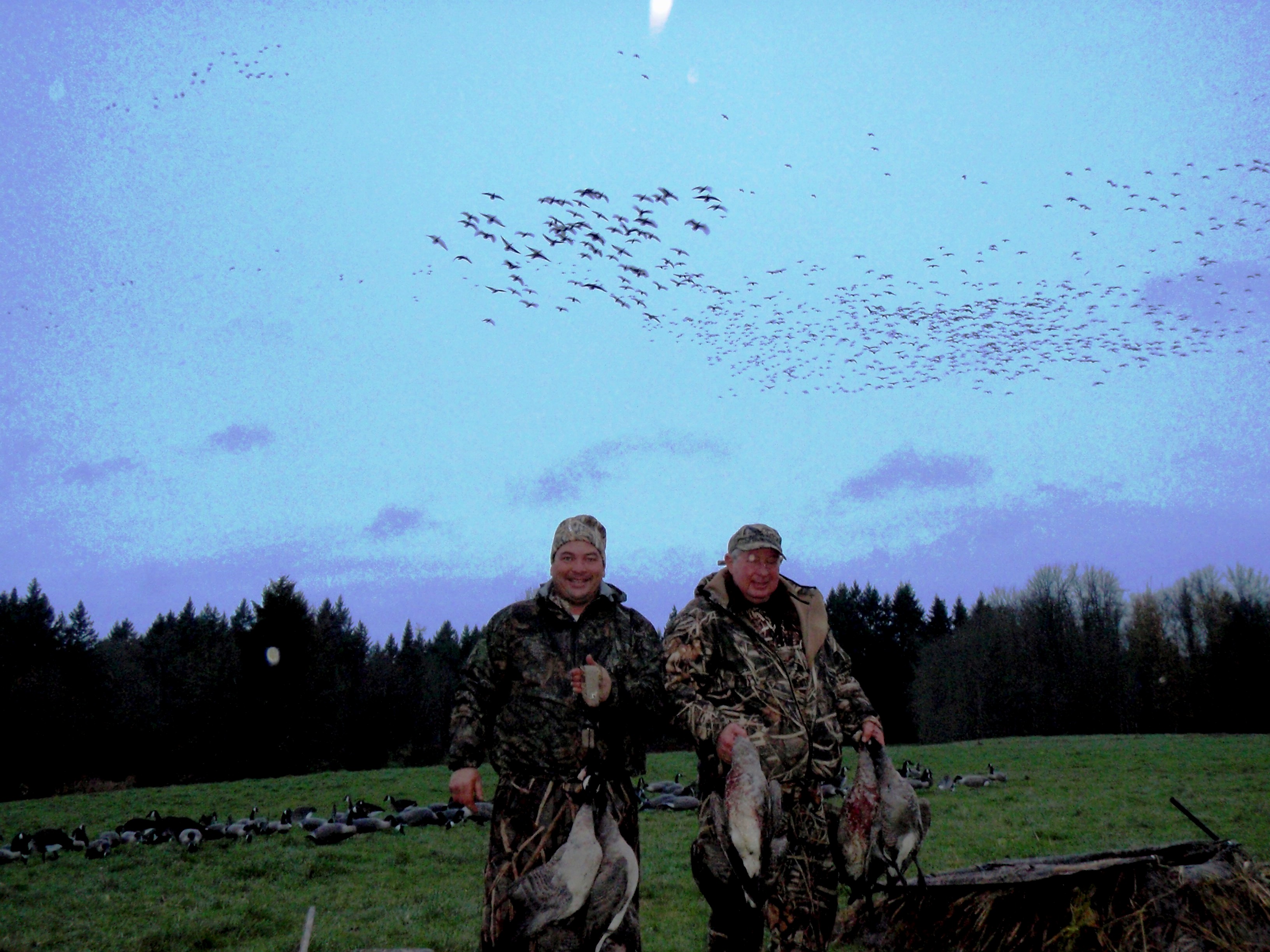 HUNTPHOTOS/GEESE2.JPG