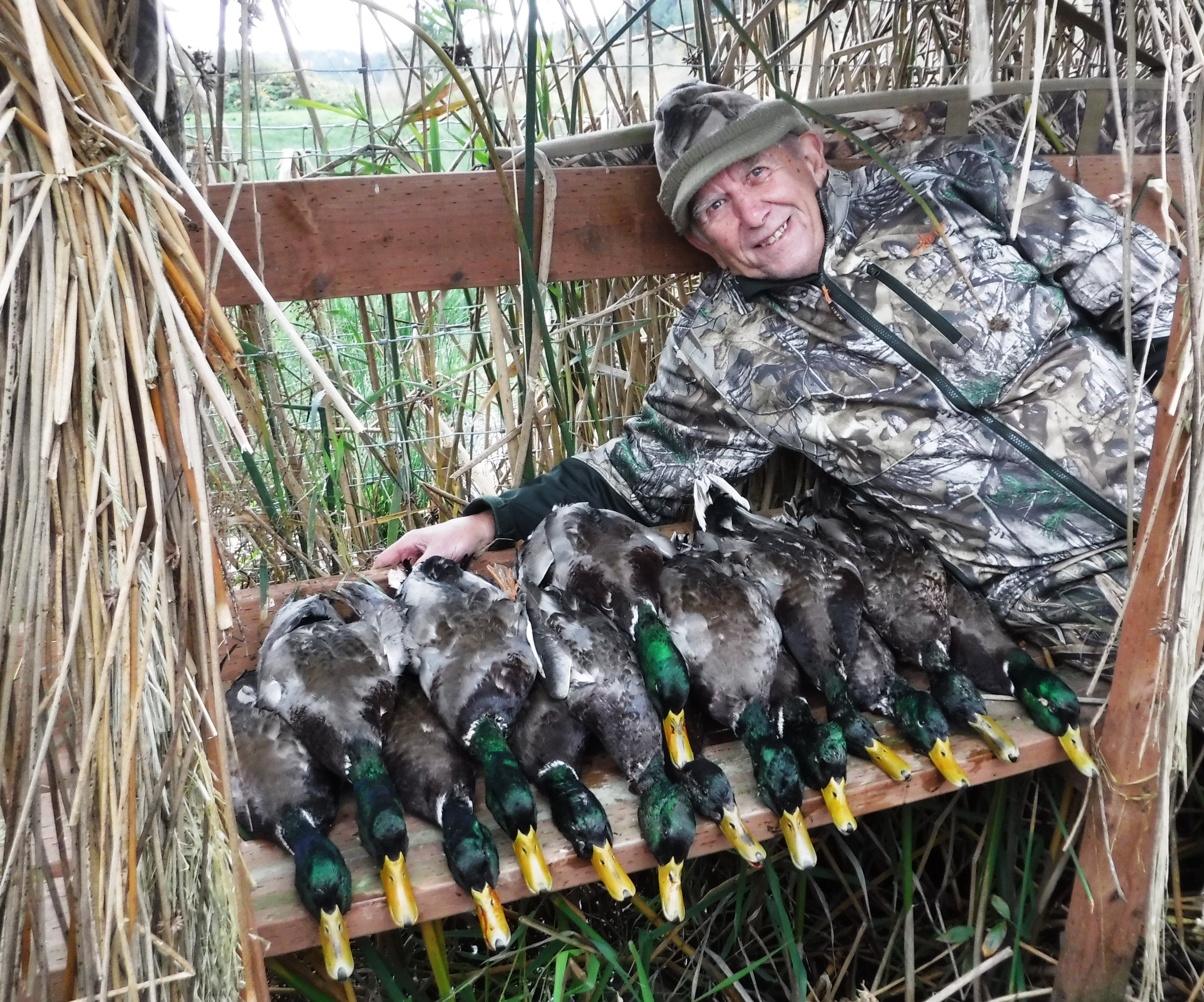 HUNTPHOTOS/MALLARDS.JPG