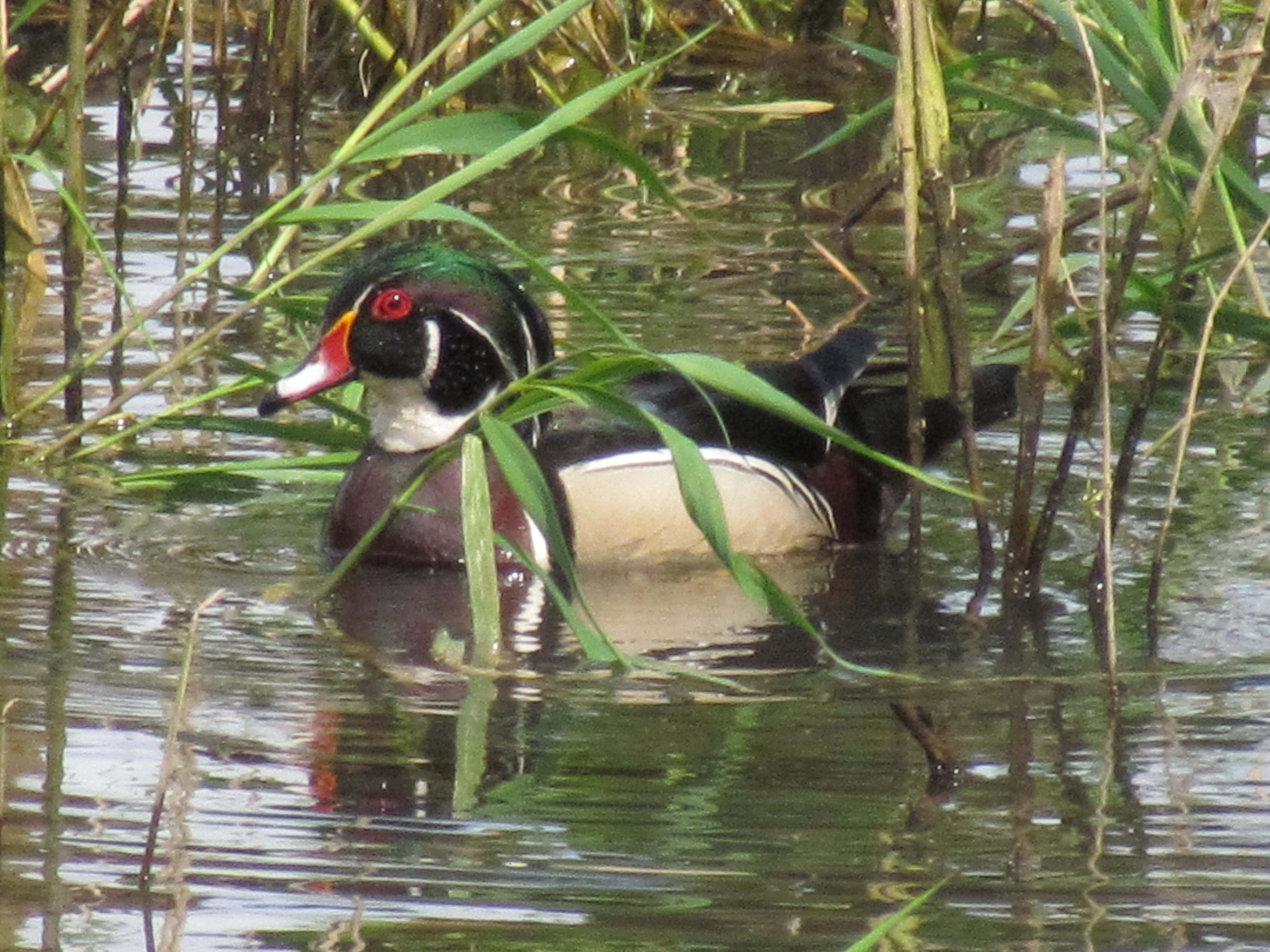 PHOTOGRAPHY/WOODDUCK2.JPG